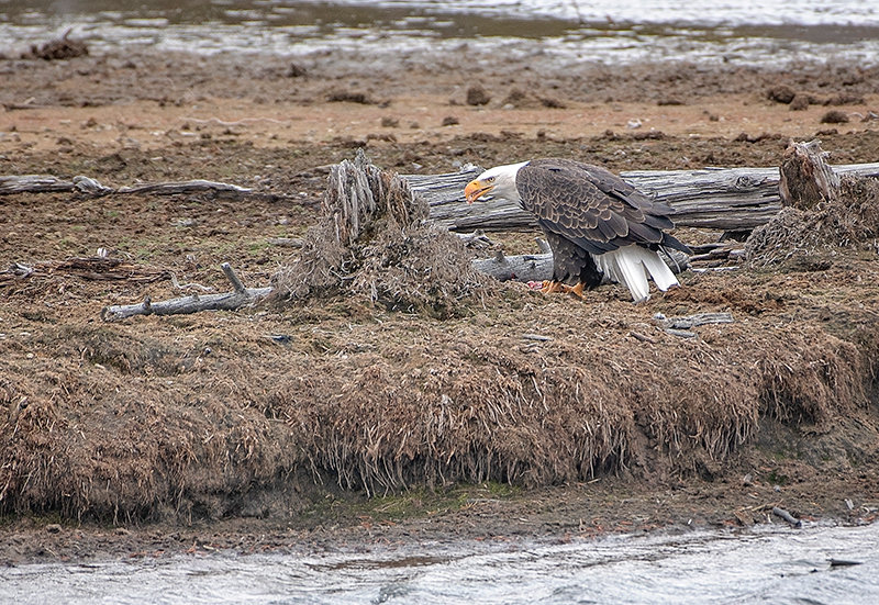 A bald eagle takes a bite of lunch Saturday afternoon by Yellowstone Lake.