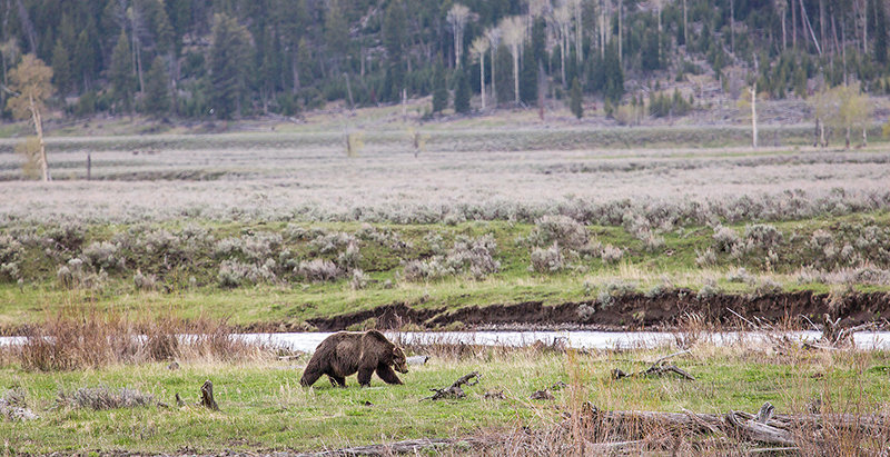 A collared grizzly bear roams the Lamar Valley of Yellowstone National Park in this file photo. The number of documented grizzly bear deaths in the Greater Yellowstone Ecosystem has risen this year, but the estimated population is also at a record high.