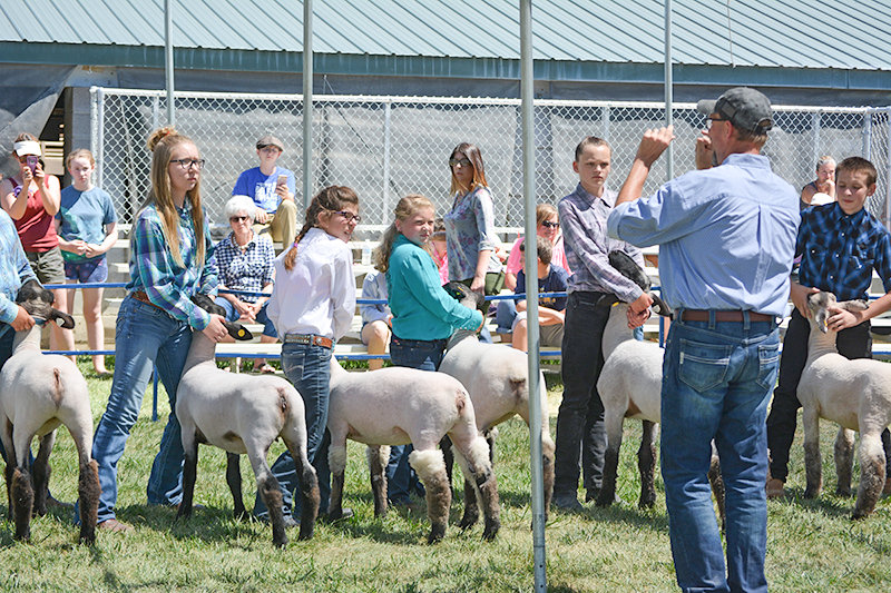 Members of Park County 4-H show their sheep at the 2019 Park County Fair. 4-H members are well-represented among this year’s new students at the University of Wyoming.