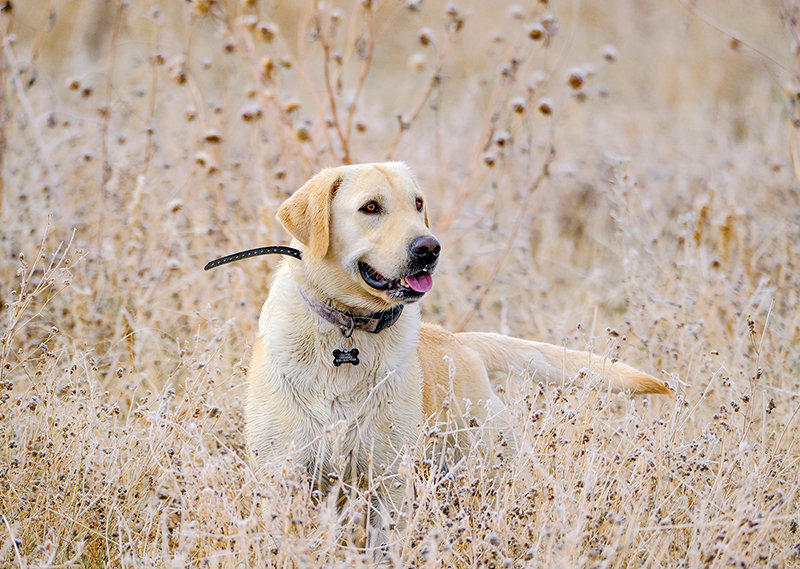 Larry Connor’s dogs, Havoc and Chaos, yellow and black Labrador retrievers, had as much fun during the special youth hunt as Larry’s son, Patrick.
