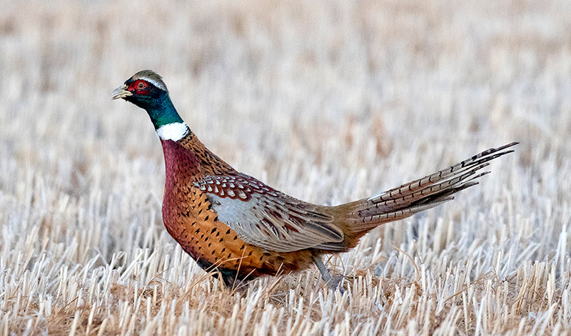 A male ring-necked pheasant forages for a meal in a cut agricultural field. Yellowtail Wildlife Habitat Management Area is the largest public access area in the Big Horn Basin to hunt the species, at more than 19,000 acres.