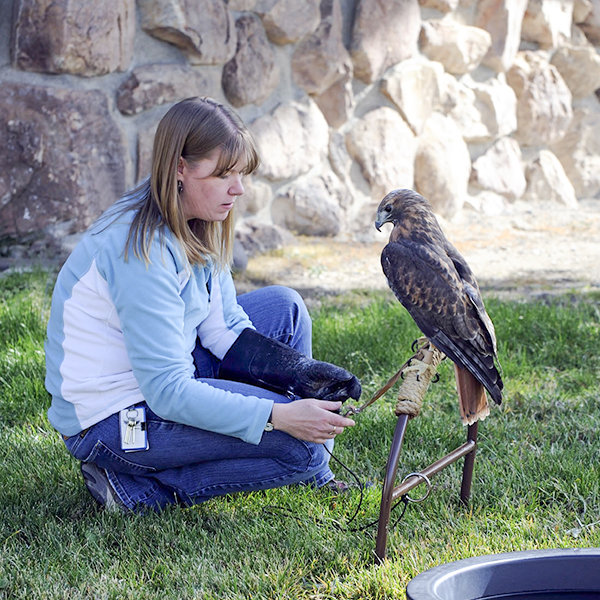 Live Raptor Program Manager Melissa Hill works with red-tailed hawk Isham at the Buffalo Bill Center of the West. At a Dec. 2 talk, Hill and Live Raptor Program Assistant Brandon Lewis will share the ups and down of the program’s first 10 years.