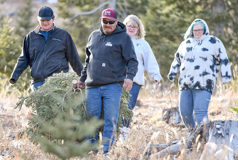 Corey Lynn (center) drags a freshly harvested Christmas tree to the truck after he and Dalton Bond (back left to right), Tammy Bond and Aurora Owens enjoyed a day in the Shoshone National Forest along the Chief Joseph Scenic Byway. Permits to harvest a Christmas tree in area forests are now available.