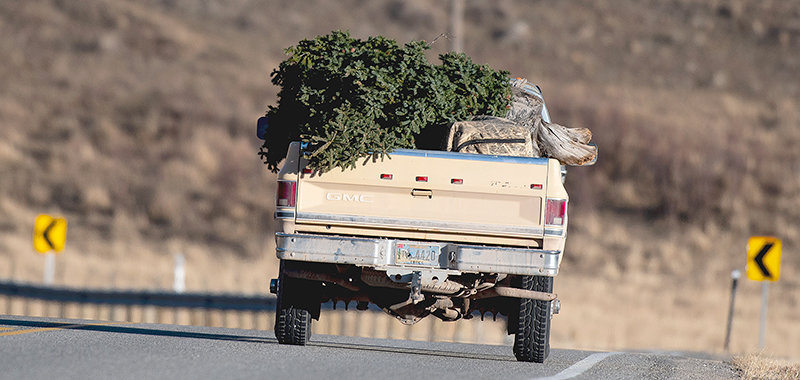 One of many vehicles carrying a freshly harvested Christmas tree heads back down the Chief Joseph Scenic Byway on Saturday afternoon.