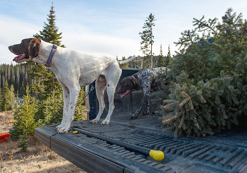 German shorthairs Cooter and Daisy are ready for the ride home alongside this year’s Christmas tree.