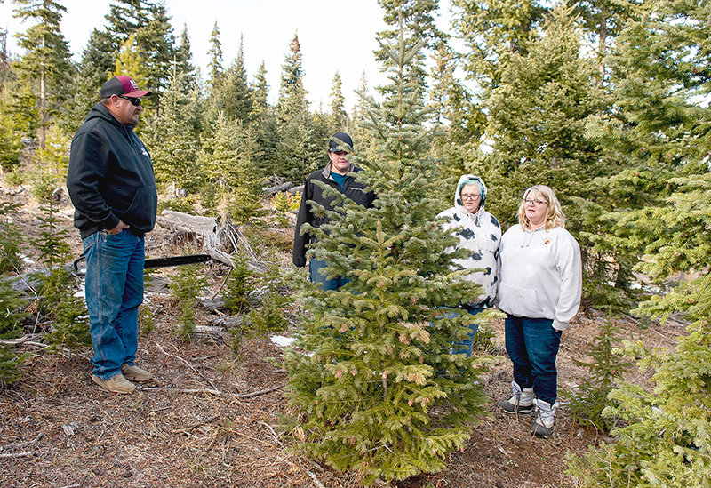 Corey Lynn mans the chainsaw while Dalton and Tammy Bond and Aurora Owens check out one of the trees available in the Shoshone National Forest. They ended up taking a different tree, hoping it will be the perfect season starter for Christmas in their home.