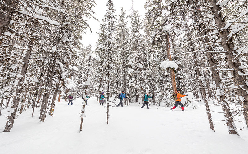 cross-country skiers enjoy a snowy day in Yellowstone National Park.