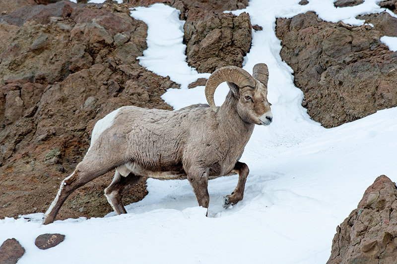 A bighorn sheep ram navigates a steep snow-covered cliff near the East Entrance to Yellowstone. Herds of sheep are near the road at this time of year, avoiding deep snow at higher elevations.