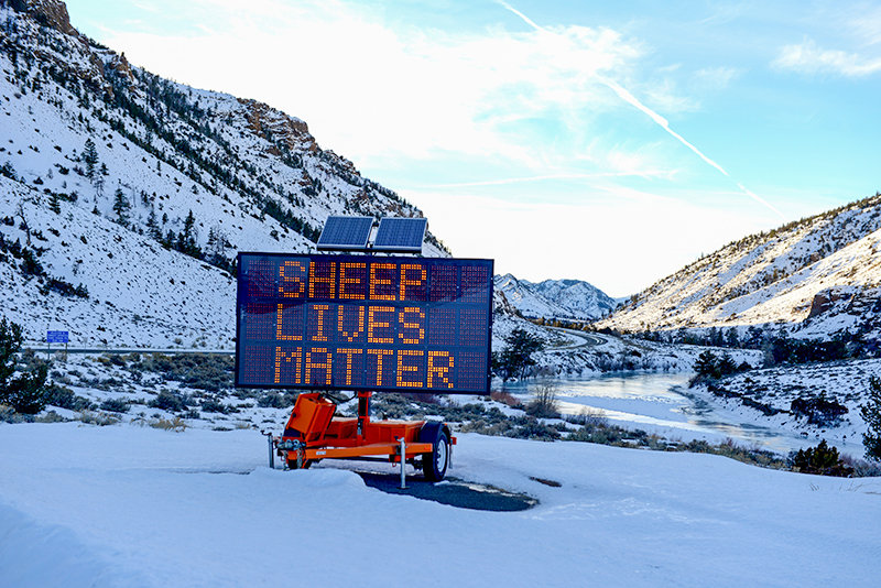 A Wyoming Department of Transportation message sign warns motorists to be aware of bighorn sheep on U.S. highway 14/16/20 at the boundary of the Shoshone National Forest near Wapiti. Some local residents were unhappy the message seemed to mock the Black Lives Matter movement.