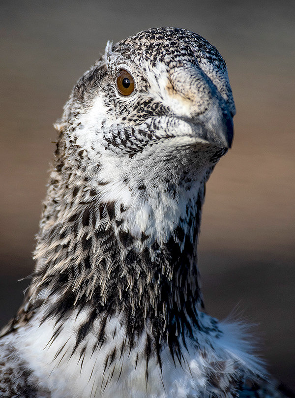 A greater sage grouse keeps an eye on intruders in the space just outside of its pen just outside of Powell. Diamond Wings Upland Game Birds is the only bird farm certified to raise sage grouse in the state.