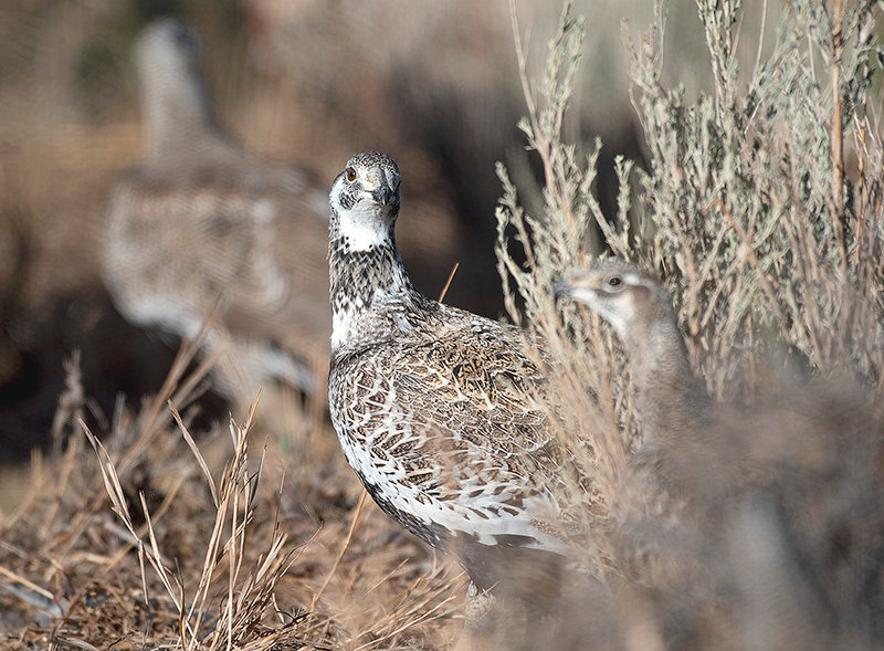 Greater sage grouse appear to be living in their natural habitat, but are actually in flight pens at Diamond Wings Upland Game Birds outside of Powell. The farm has 51 sage grouse and managers hope they will breed this spring. If they do, it will be the first time in U.S. history the species has been bred in captivity.