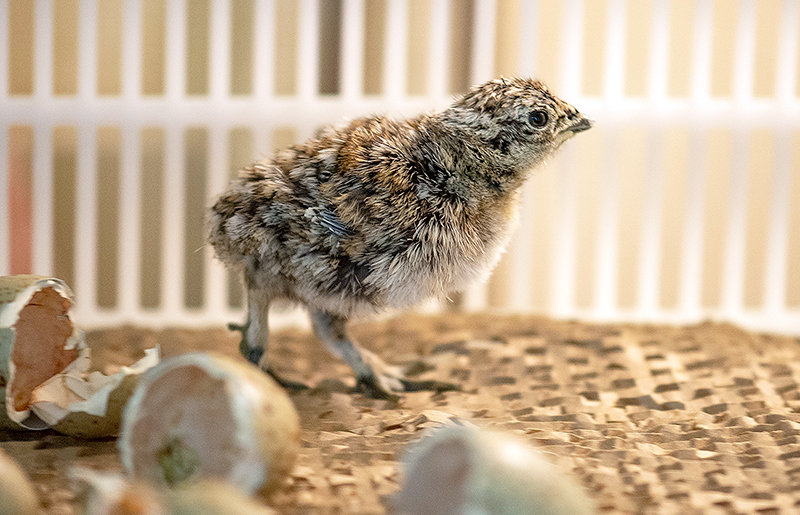One of the first greater sage grouse chicks hatched at Diamond Wings Upland Game Birds farm is up and running soon after breaking out of its shell last year. The Wyoming Legislature passed a bill last week that gives the Powell bird farm five more years to attempt to raise and breed the birds in captivity.