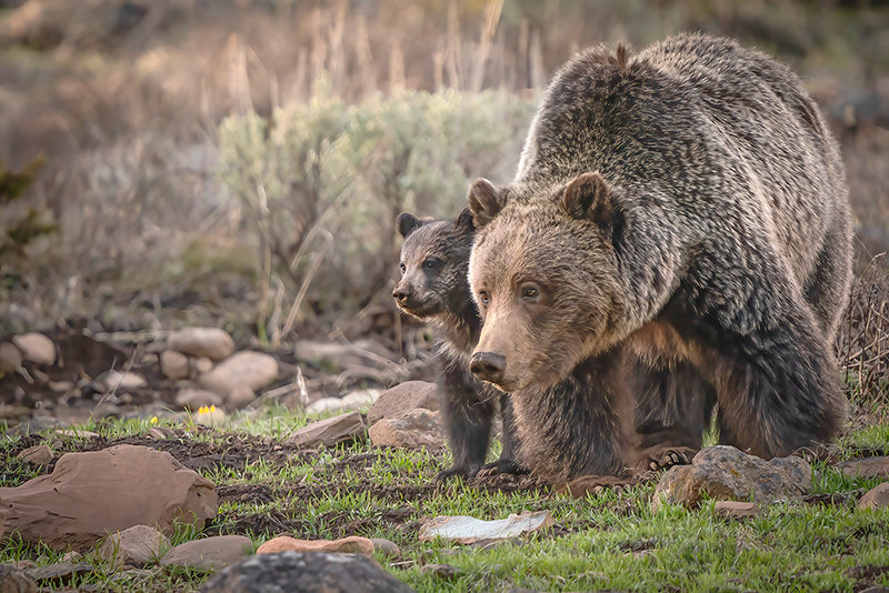 A female grizzly and her young cub near the East Entrance to Yellowstone National Park are seen in a photograph by Cody wildlife photographer Amy Gerber. The former teacher has taken on professional photography full-time and spends most days in her favorite wild places looking for the next ‘special’ situation.