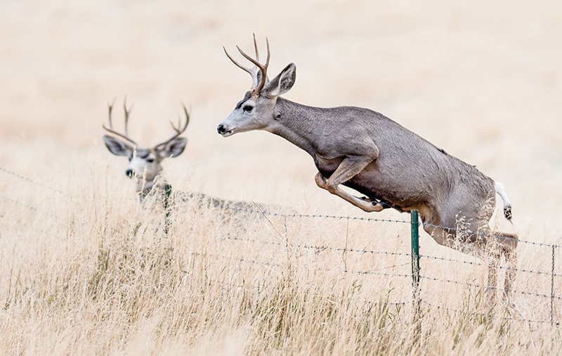 Mule deer bucks look to jump a fence while moving to a new field during a previous hunting season near Meeteetse. Chronic wasting disease affects bucks in some Wyoming hunt units nearly twice as much as their female counterparts, according to research done by the Wyoming Game and Fish Department. White-tailed deer, elk, moose and pronghorn are also in danger of contracting the fatal disease.