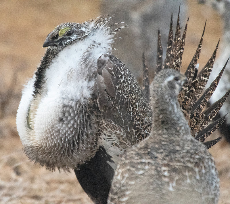 A male sage grouse attempts to attract a hen while puffing out his chest, spreading his tail feathers and dancing while in captivity at the Diamond Wings game bird farm. The females have begun laying eggs for the first time at the facility.