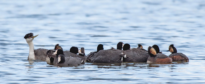 A western grebe seemingly keeps an eye on a flock of shorebirds including black-necked grebes (also called eared grebes) and American coots. The group may have bunched up to fend off predation by nearby American bald eagles.