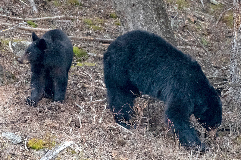 A black bear sow and her cub browse for roots and insects on a hillside near Blacktail Deer Plateau in the northern section of Yellowstone National Park. Visitors exclaimed “Happy Mother’s Day!” to the sow while they browsed for lunch near the road.