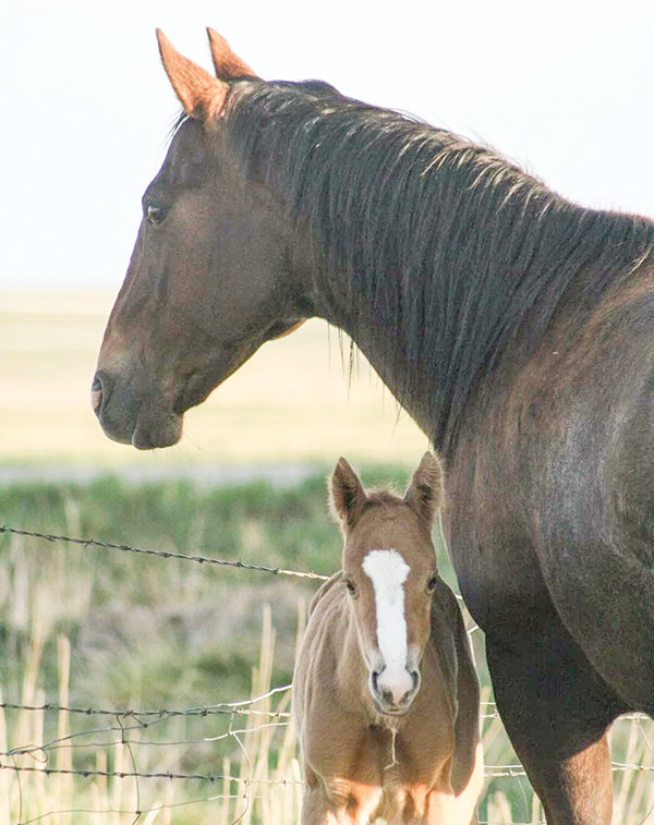 These Park County horses, owned by Jennifer Fernandez, contracted Potomac horse fever in summer 2020. The foal survived but the mare did not. UW Extension is helping to raise awareness of the disease with a new bulletin.