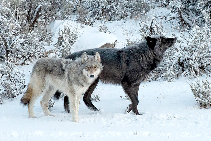 Two wolves in the northern part of Yellowstone National Park move through the Lamar Valley earlier this year. A major draw at the tourist destination, wolves can be hunted if they step beyond the boundaries of the park.