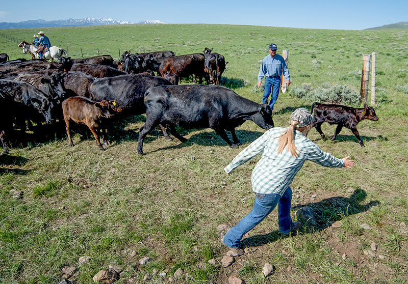 Cows are separated from their calves for spring branding at the 91 Ranch near Meeteetse. Regional ranchers are advocating passage of a federal bill calling for increased cash negotiation in the cattle market as beef prices soar, but the payment for cattle remains stubbornly low.