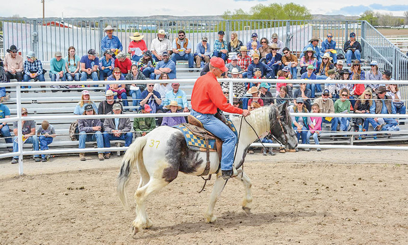 Big Hoss, a 4-year-old gray-and-white pinto gelding from the Green Mountain Herd Management Area southeast of Lander, made history on Saturday by receiving the highest bid ever for an animal gentled by Honor Farm trainers.