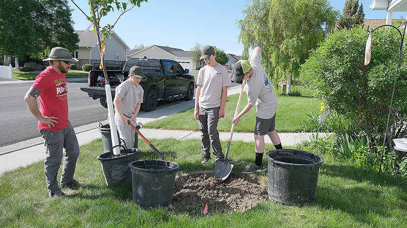 Josh Pomeroy, arborist with Blue Ribbon Tree Service, plants trees with Eddie Walsh, Blake Foos, and Alex Krei — Boy Scouts from Troop 26 — as part of the Homesteader Roots program. The program seeks to preserve Powell's urban forest using donations from local businesses and a small cost share fee from homeowners.