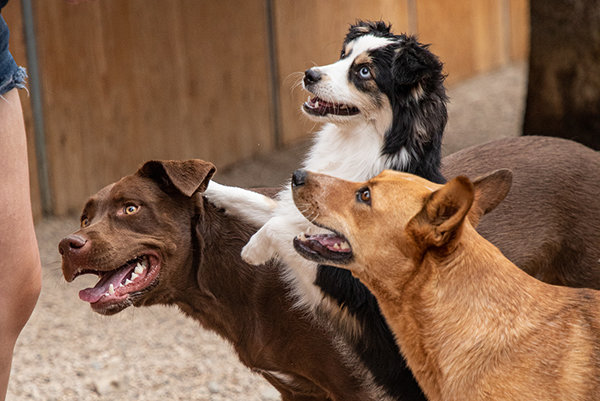 Boarding facility wants to put your dog in the lap of luxury Powell Tribune