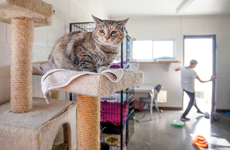 One of the cats up for adoption at the Moyer Animal Shelter hangs out on a cat perch while Elfriede Milburn cleans its usual area for daytime naps.