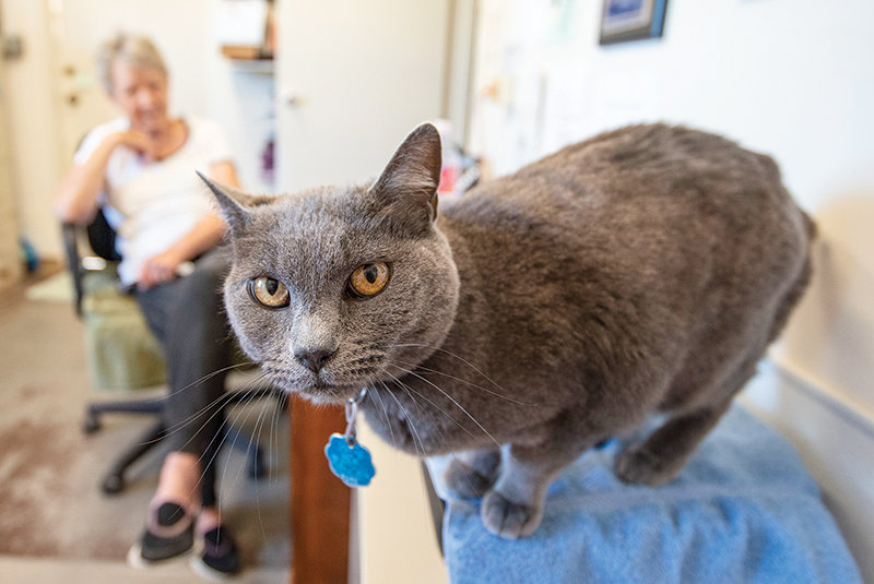 Gracie, a cat whose permanent home is at the Moyer Animal Shelter, keeps shelter founder Elfriede Milburn company in the office at the Powell shelter. The tougher the economic struggles are, the fewer people are looking to adopt.