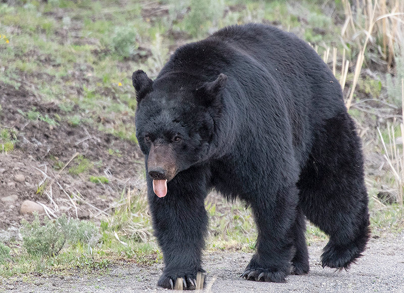A black bear boar travels through Yellowstone National Park, seemingly commenting on all the attention. Black bears are more likely to be a predatory species toward humans than grizzly bears, according to large carnivore experts.