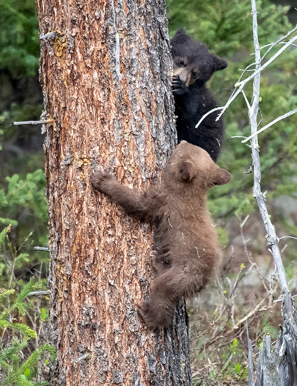 Two black bear cubs play in a tree while their mother browses on tall grass. The Wyoming Game and Fish Department reports a recent rash of aggressive black bear conflicts.