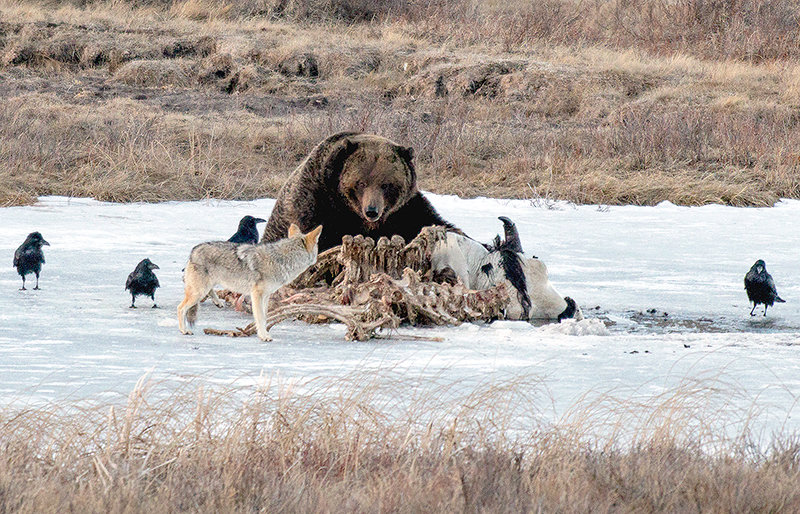 A grizzly bear guards a bison carcass in April while a coyote and a few ravens hope for a portion in Yellowstone National Park. Recent precipitation has greened up the landscape and helped to provide an abundance of food for hungry bears coming out of a late season snow event. Conflicts are currently down compared to past years, partially due to weather keeping humans out of their habitat.