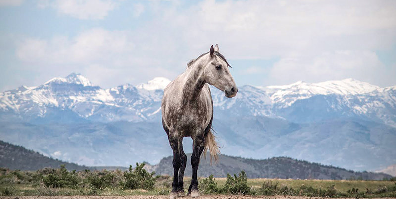 Barrie Lynn Bryant, a documentary photographer, was awarded more than $24,000 for a teaching grant from the Wyoming Arts Council. A sample of his recent work of a horse wandering on the Absaroka Range was taken at Owl Creek in Hot Springs County.