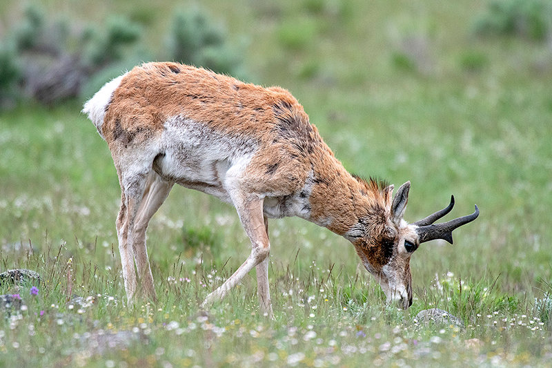 A pronghorn forages for a meal in a sagebrush steppe in northwest Wyoming. While recent news of a flood in Yellowstone National Park and the surrounding ecosystem might give the area a brief break from drought, most of the state of Wyoming still faces dry conditions, affecting wildlife and the plants on which they feed.