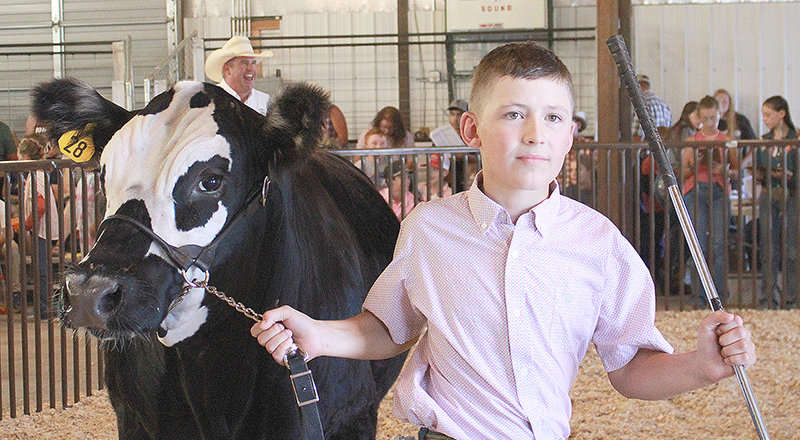 Nathan Undem walks his steer around the sale ring during the 2022 Park County Junior Livestock sale.
