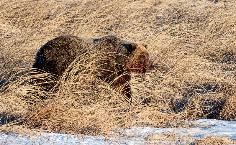 A grizzly bear looks for a good spot to nap after a meaty meal earlier this year in Yellowstone National Park. More than 20 grizzly bears are known to have died this year in Wyoming due to infanticide, natural causes and management decisions by the U.S. Fish and Wildlife Service.