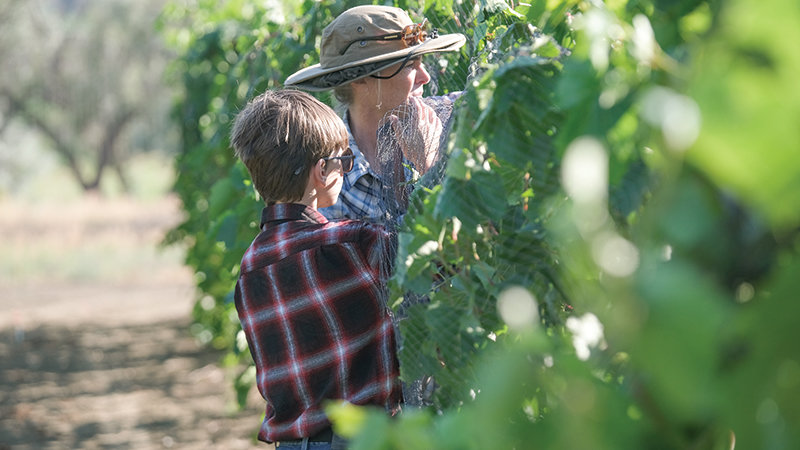 James Michael Laffin (left), and his mother Nicolle Laffin work diligently in the vineyard before the heat sets in.
