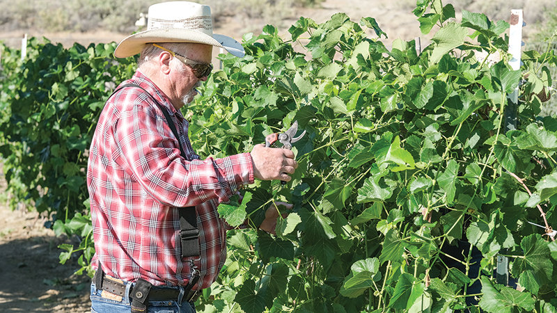 Larry Blair carefully grooms a grape vine. He is expecting their best harvest yet.