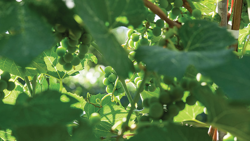 The Blairs grow special hybrid grapes for their wine. Unlike traditional wine grapes, these hybrids can withstand the harsh weather common in Wyoming.