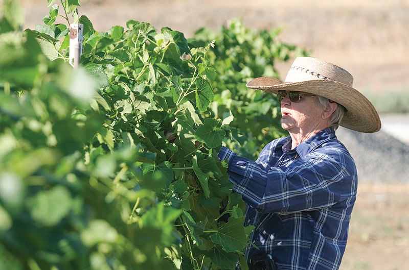 Nancey Blair works to maintain grape vines so that the cropload is easy to count and grapes are easy to access.