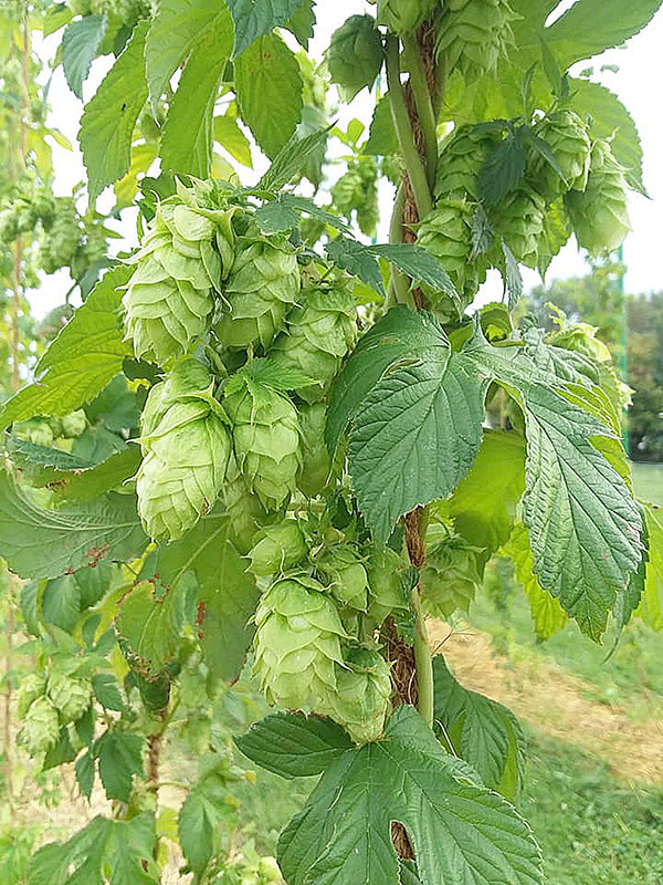 Hops is an important ingredient in beer that can help add flavor amongst other qualities. Shannon and Rachel Sapp grow two varieties at Secret Ingredient Farm in Powell.