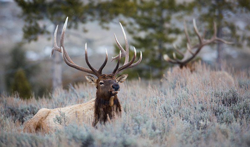 The Rocky Mountain Elk Foundation and its partners are providing funding to identify crucial sections of fencing to be removed or modified to assist elk with their migration patterns as well as to improve hunting and fishing access on privately-owned land.