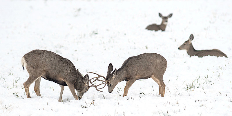 Two young mule deer bucks spar as does watch after an early fall snow during a previous hunting season. The Wyoming Game and Fish Department is currently targeting its research on CWD prevalence in mule and white-tailed bucks in the Greybull River Valley south of Powell.