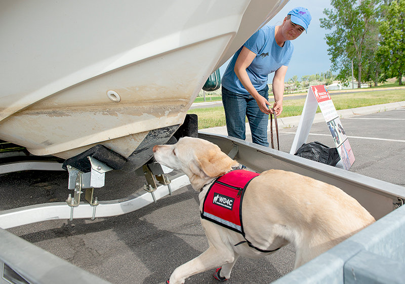 Aimee Hurt of Working Dogs for Conservation guides Lily, a rescue pup-turned-conservation tool, while doing a test search for zebra mussels at the Bighorn Canyon National Recreation Area Visitor Center in Lovell in 2019. Hurt and two conservation dogs were in the park for two weeks to help educate visitors about the devastating effects of the invasive species.