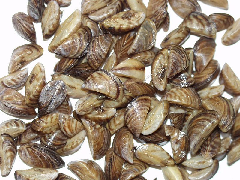 Zebra mussels are an invasive, fingernail-sized mollusk that is native to fresh waters in Eurasia. Their name comes from the dark, zig-zagged stripes on each shell. First arriving in the U.S. in the 1980s, the species negatively impacts ecosystems in many ways.