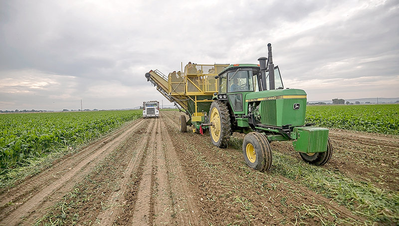 David Reichert of Western Sugar harvests beets north of Powell last week on one of its two Wyoming test plots last week before the early harvest begins.