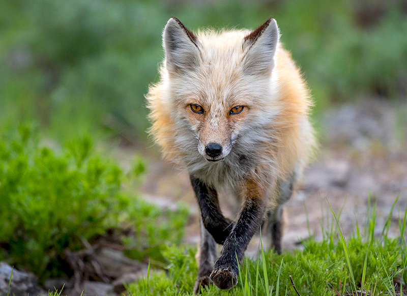 The Rocky Mountain subspecies of red fox is a leftover species from two ice ages ago and has evolved without interference from humans, unlike fur farm foxes.