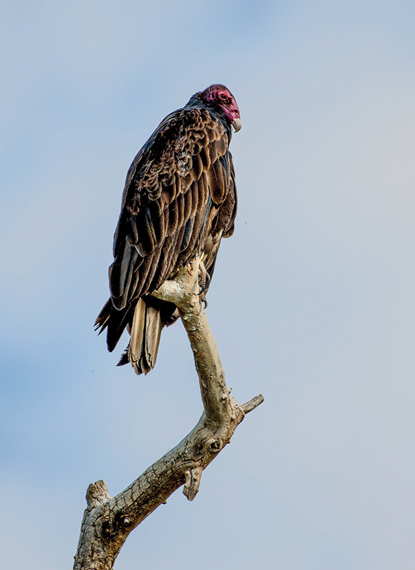 A turkey vulture perches on a dead tree near some roadkill. These large birds ride thermals and use their keen sense of smell to find fresh carcasses, according to the Cornell Lab of Ornithology. ‘They are a consummate scavenger, cleaning up the countryside one bite of their sharply hooked bill at a time, and never mussing a feather on their bald heads,’ the lab said in a chapter about the common bird in Wyoming.