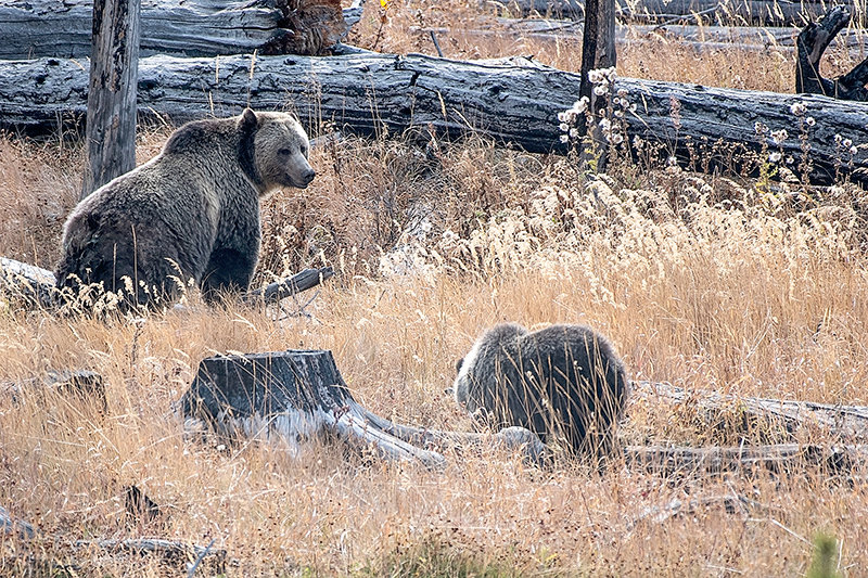 A grizzly bear sow watches over her cub while they forage at lower elevations during a recent fall season in Yellowstone National Park. The Wyoming Game and Fish Department has cautioned recreationists that bears have moved into lower elevation areas looking to fatten up for hibernation.