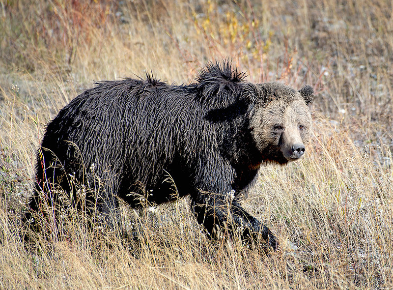 A grizzly bear having what appears to be a bad hair day patrols the bottoms at Lamar Valley in Yellowstone National Park. Grizzlies can eat 20,000 calories a day during hyperphagia. For comparison, that’s about 75 glazed doughnuts.